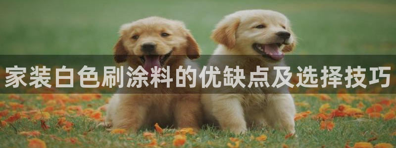 和记国际